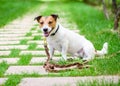 Dog training accessory concept with dog tethered with long line leash rope