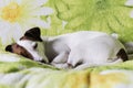 Jack Russell Terrier sleeps on the couch