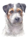 Water Colour Painting Portrait Of Jack Russell 177
