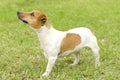 Jack Russell Terrier Royalty Free Stock Photo