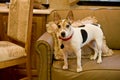Jack Russell terrier on sofa Royalty Free Stock Photo