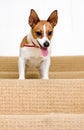 Jack Russell terrier on a staircase