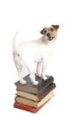 Jack russell terrier standing Royalty Free Stock Photo
