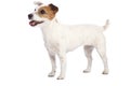 Jack russell terrier standing Royalty Free Stock Photo