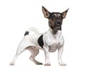 Jack Russell Terrier standing against white background Royalty Free Stock Photo