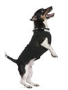 Jack Russell terrier standing on hind legs Royalty Free Stock Photo