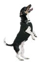 Jack Russell terrier standing on hind legs Royalty Free Stock Photo