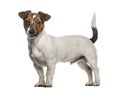 Jack Russell Terrier standing, isolated Royalty Free Stock Photo