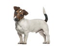 Jack Russell Terrier standing, isolated Royalty Free Stock Photo