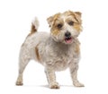 Jack russell terrier standing and panting on white background Royalty Free Stock Photo