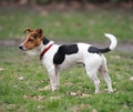 Jack Russell Terrier standing in a park Royalty Free Stock Photo