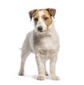 Jack russell terrier standing on white background Royalty Free Stock Photo