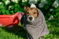 Dog wrapped up in grey towel after shower cooling down at hot summer day Royalty Free Stock Photo