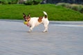 Jack Russell Terrier Royalty Free Stock Photo