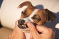 Jack Russell Terrier Tooth Exam Royalty Free Stock Photo