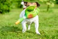 Hunting dog training to fetch game with toy duck shows teeth Royalty Free Stock Photo