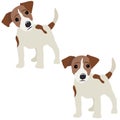 Jack Russell Terrier. Royalty Free Stock Photo