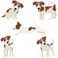 Jack Russell Terrier. Vector Illustration of a dog Royalty Free Stock Photo