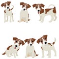 Jack Russell Terrier. Vector Illustration of a dog Royalty Free Stock Photo