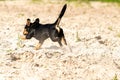 Jack Russell Terrier walks on yellow sand. The young brown-black dog is playing and having fun. Seen from behind during Royalty Free Stock Photo