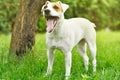 Jack Russell Terrier yawns Royalty Free Stock Photo