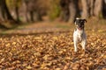 Jack Russell Terrier. Young cute dog is running fast through a tree avenue in the forest Royalty Free Stock Photo