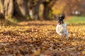 Jack Russell Terrier. Young cute dog is running fast through a tree avenue in the forest Royalty Free Stock Photo