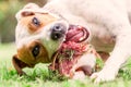 Jack Russell Terrier Young Dog Happily Chewing A Large Raw Bone Royalty Free Stock Photo