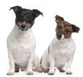 Jack Russell Terriers, 4 and 2 years old Royalty Free Stock Photo