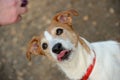 Jack Russell transfixed by prospect of a treat