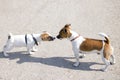 Jack Russell, two dogs sniffing each other.