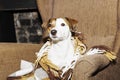 Jack Russell in a warm blanket