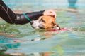 Jack Russell in the water sports pool.