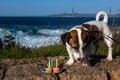 A holiday at a pet's. Candles and sweets Royalty Free Stock Photo