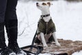 Jack Russell in winter clothes