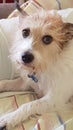 Jack Russell wiry haired dog looking intently