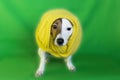 Jack Russell in yellow knitted scarf on green background Royalty Free Stock Photo