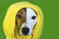 Jack Russell in yellow knitted scarf Royalty Free Stock Photo