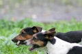 Jack Russells Royalty Free Stock Photo