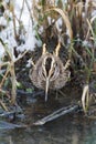 Jack Snipe, Bokje, Lymnocryptes minimus