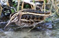 Jack Snipe, Bokje, Lymnocryptes minimus