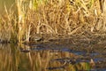 Jack Snipe Lymnocryptes minimus