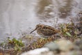 Jack snipe or Lymnocryptes minimus is a migratory waterbird.