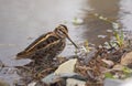 Jack snipe or Lymnocryptes minimus is a migratory waterbird. Royalty Free Stock Photo