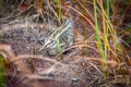 Jack snipe Lymnocryptes minimus Royalty Free Stock Photo