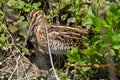 Jack snipe marsh bird vally di comacchio marshes Royalty Free Stock Photo