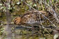 Jack snipe marsh bird vally di comacchio marshes Royalty Free Stock Photo