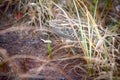 Jack snipe - very secretive marsh bird Royalty Free Stock Photo