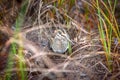 Jack snipe - very secretive marsh bird Royalty Free Stock Photo