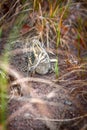 Jack snipe - very secretive marsh bird Royalty Free Stock Photo